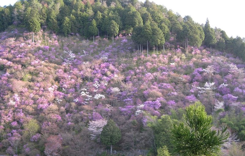 つつじ